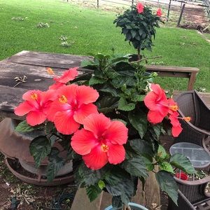 Meet your Posher, Tye anne